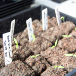 tomato seedling sprouts