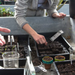 students place seeds in soil