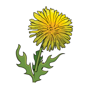 dandelion