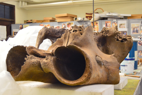 Woolly Mammoth skull