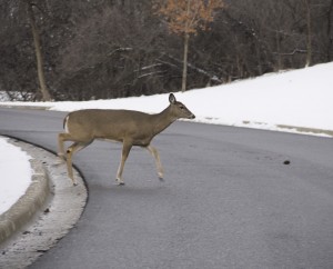 A deer crossing the road