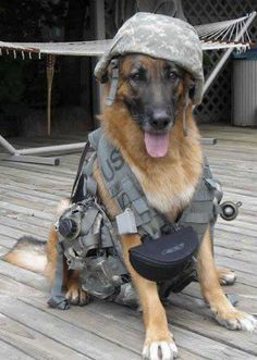 a service dog