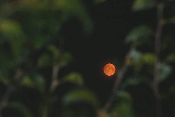 Blood Moon