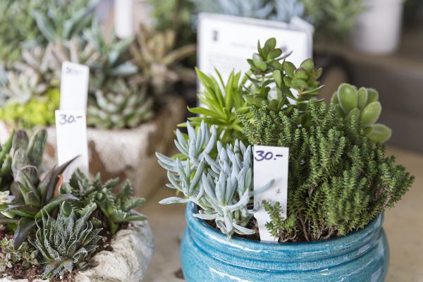 Succulents for purchase at the Ann Arbor Farmers Market.