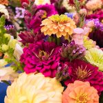 Beautiful flowers for sale at the St. Joe's Farmers Market