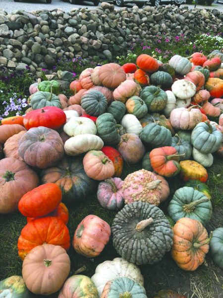 Festive pumpkins. Catherine Engstrom-Hadley | Washtenaw Voice