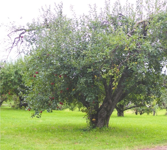 Apples grown on Alber Orchard available for purchase. Catherine Engstrom-Hadley | Washtenaw Voice