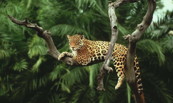 amazon jaguar photo