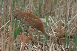 Nesting in Big Portage Marsh. Tom Hodgson | Washtenaw Voice