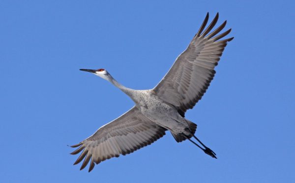 A sandhill crane takes flight. Tom Hodgson | Washtenaw Voice