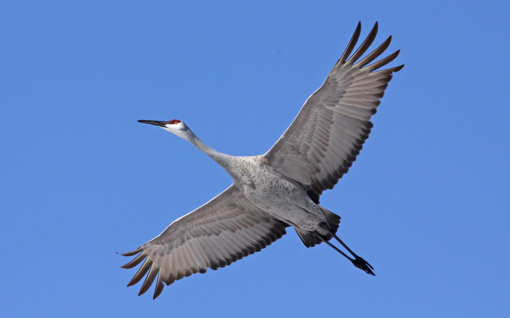 Sandhill cranes alight in Michigan during migration season The