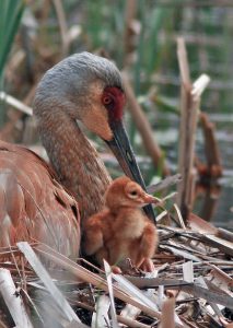 Adult crane with hatchling in nest. Tom Hodgson | Washtenaw Voice