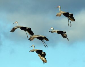 Crane landing formation. Tom Hodgson | Washtenaw Voice