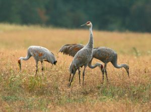 Cranes in fallow field searching for food. Tom Hodgson | Washtenaw Voice