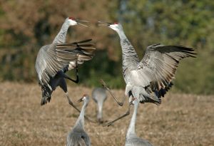 Two cranes dancing. Tom Hodgson | Washtenaw Voice