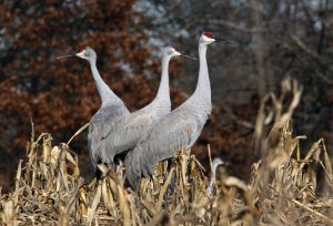 Three cranes in a field. Tom Hodgson | Washtenaw Voice