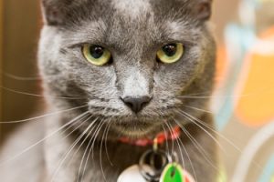 events_TinyLions_2018-12-17