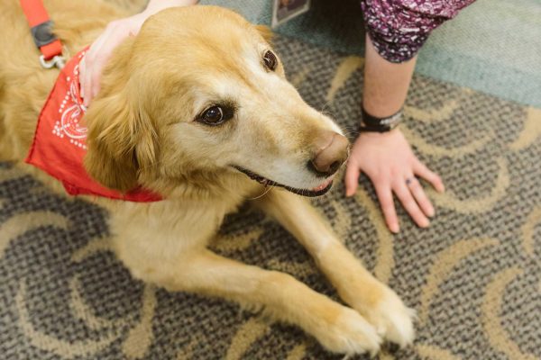 Therapaws is a volunteer-run, non-profit, therapy dog program that visits campus once a month. Sara Faraj | Washtenaw Voice