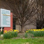 Daffodils pictured outside of the Crane Liberal Arts and Science, one of the many spots across campus where spring flowers are starting to bloom. Lily Merritt | Washtenaw Voice