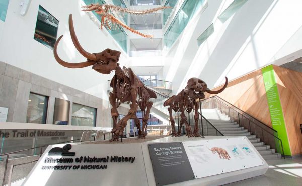 U-M's newly relocated Museum of Natural History will have its grand opening on April 14. Courtesy of Museum of Natural History