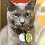 tiny_lions_2019-04-22