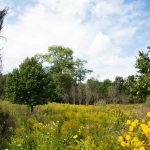 As the school year begins, the trees and flowers are still in full bloom on the trails near Gunder Myran. Lily Merritt | Washtenaw Voice