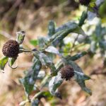 Bee balm, also called wild bergamot, is a native plant that attracts bees, butterflies and hummingbirds. Lilly Kujawski | Washtenaw Voice