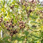 Ironweed is a pollinator-attracting plant native to Michigan. Lilly Kujawski | Washtenaw Voice