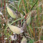 The monarch butterfly population depends solely on milkweed, pictured, to feed its young. Milkweed is a perennial plant. Lilly Kujawski | Washtenaw Voice