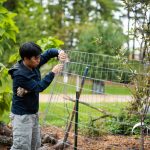 Andrew Lyandar works on the steel barrier around the newly planted apple trees to prevent animals from eating the fruit. Lily Merritt | Washtenaw Voice