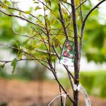 Braeburn apple trees in the food forest. Lily Merritt | Washtenaw Voice