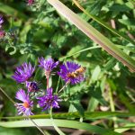 A bee pollinates purple aster flowers. Lilly Kujawski | Washtenaw Voice