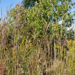 Big blue stem is a grass native to Michigan. Lilly Kujawski | Washtenaw Voice