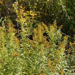 There are more than 30 species of goldenrod in Michigan. Goldenrod is often blamed for hay fever, but actually doesn’t contribute any airborne pollen. Goldenrod flowers at the end of the summer, so it is considered the “last call” plant for pollinators. Lilly Kujawski | Washtenaw Voice