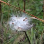 The monarch butterfly population depends solely on milkweed, pictured, to feed its young. Milkweed is a perennial plant. Lilly Kujawski | Washtenaw Voice