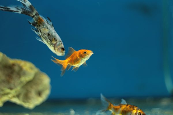 Fish can be a good option for beginners looking to raise a pet.  Washtenaw Voice File Photo