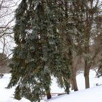 The recent snowstorm left the college campus covered in snow and ice. Lilly Kujawski | Washtenaw Voice