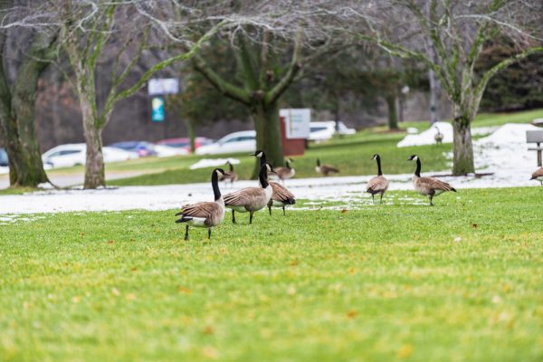 Geese flock to WCC campus for the safety it provides and to eat the grass. However, the birds can cause health concerns for humans. Torrence Williams | Washtenaw Voice