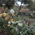 Several varieties of Dahlias in bloom. Debra Destefani | Washtenaw Voice