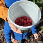Pascal Crane, 11, showing off the day’s raspberry harvest. Debra Destefani | Washtenaw Voice