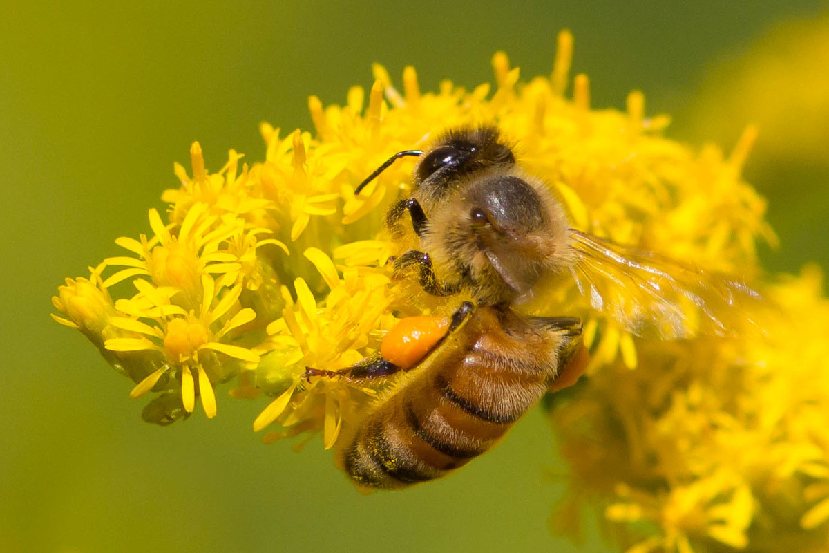 A honeybee getting nectar and pollen from goldenrod flowers. WCC was certified as a Bee Campus USA in 2019 by the Xerces Society for Invertebrate Conservation. Photo: Steve Burt