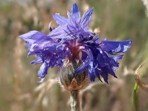A head of blooming purple flowers are shown against a grassy background
