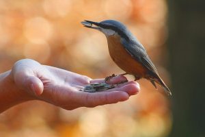 a small blue and red bird eats sunflower seeds from an outstretched hand