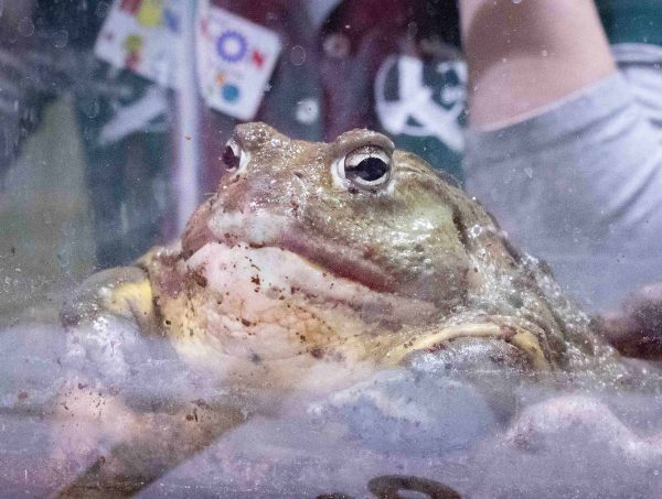 A Giant African Bull Frog sits in its tank, posing for a picture. The frog is green and brown with large black eyes.