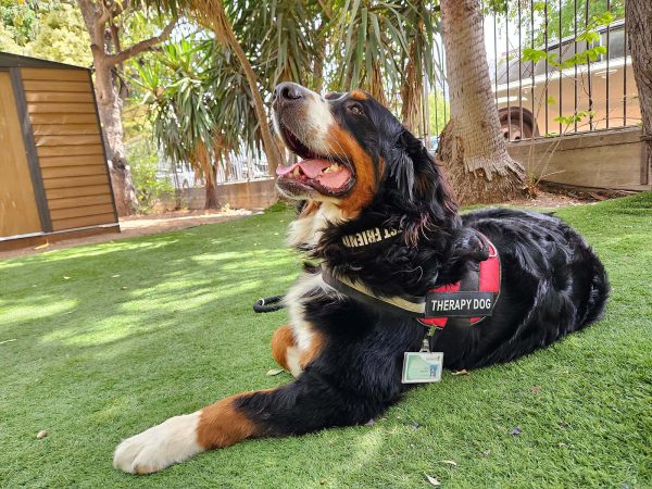 A Bernese Mountain Dog is shown smiling and laying down in green grass. A fence and trees are in the background.