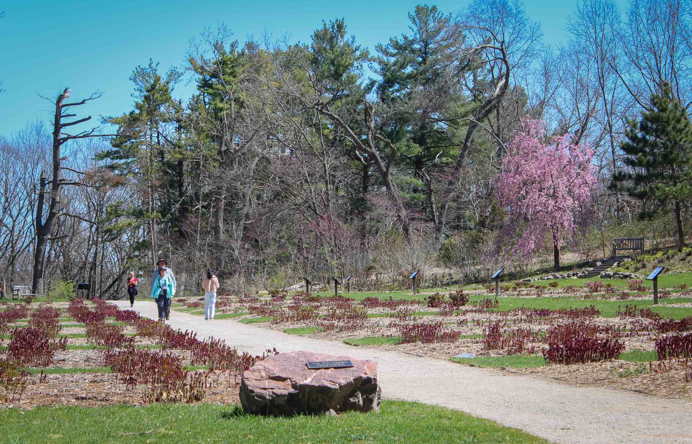 Parkgoers enjoy the fresh growth of spring while walking along a trail. A tree with pink blossoms is in the background.