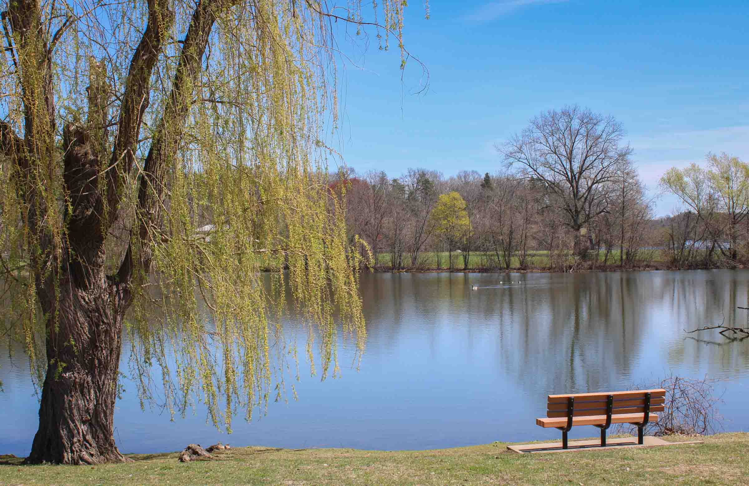 A wooden bench is positioned next to a willow tree with bright green buds. The bench overlooks a river.