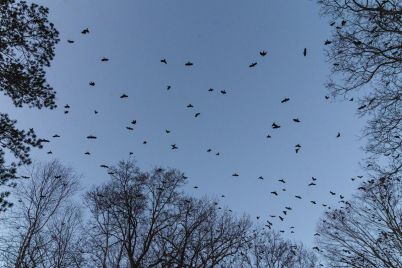 CROWS_03.jpg