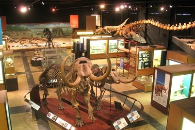 Exhibit_Museum_of_Natural_History_Ann_Arbor_-_IMG_9055.jpg