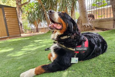 On-campus-Timmi_the_Therapy_dog_from_Israel_Bernese_Mountain_Dog_06.jpg